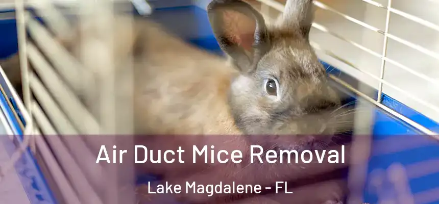 Air Duct Mice Removal Lake Magdalene - FL